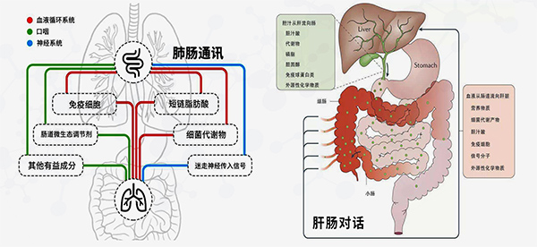 肠菌关联.jpg